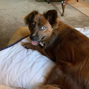 Meet your Posher, Amber